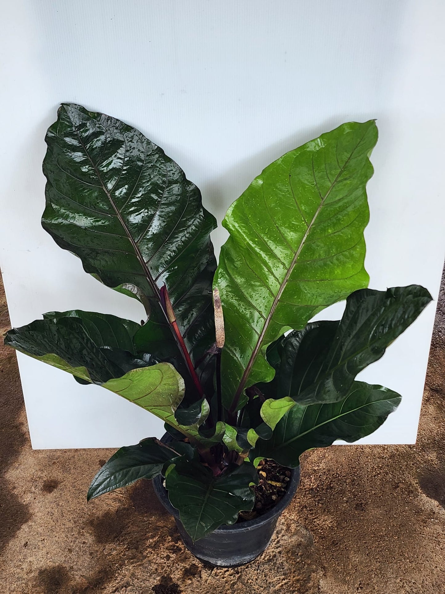Anthurium Hookeri (L)