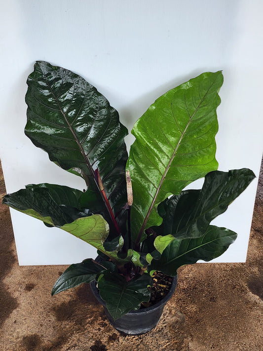 Anthurium Hookeri (L)