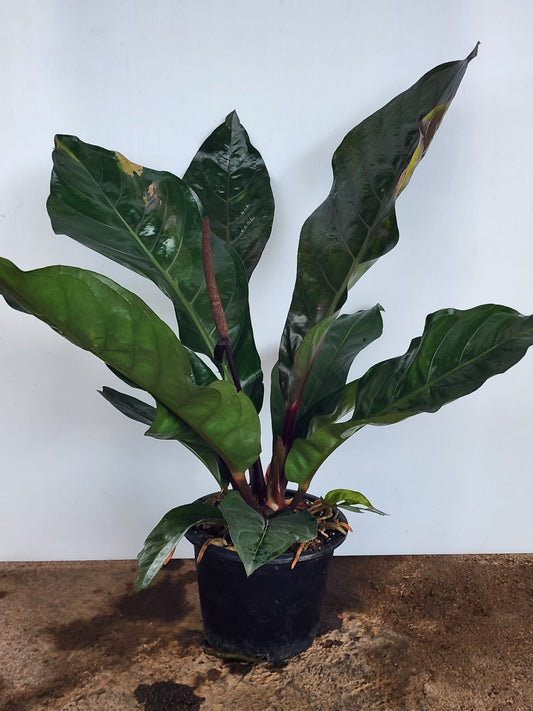 Anthurium Hookeri (M)