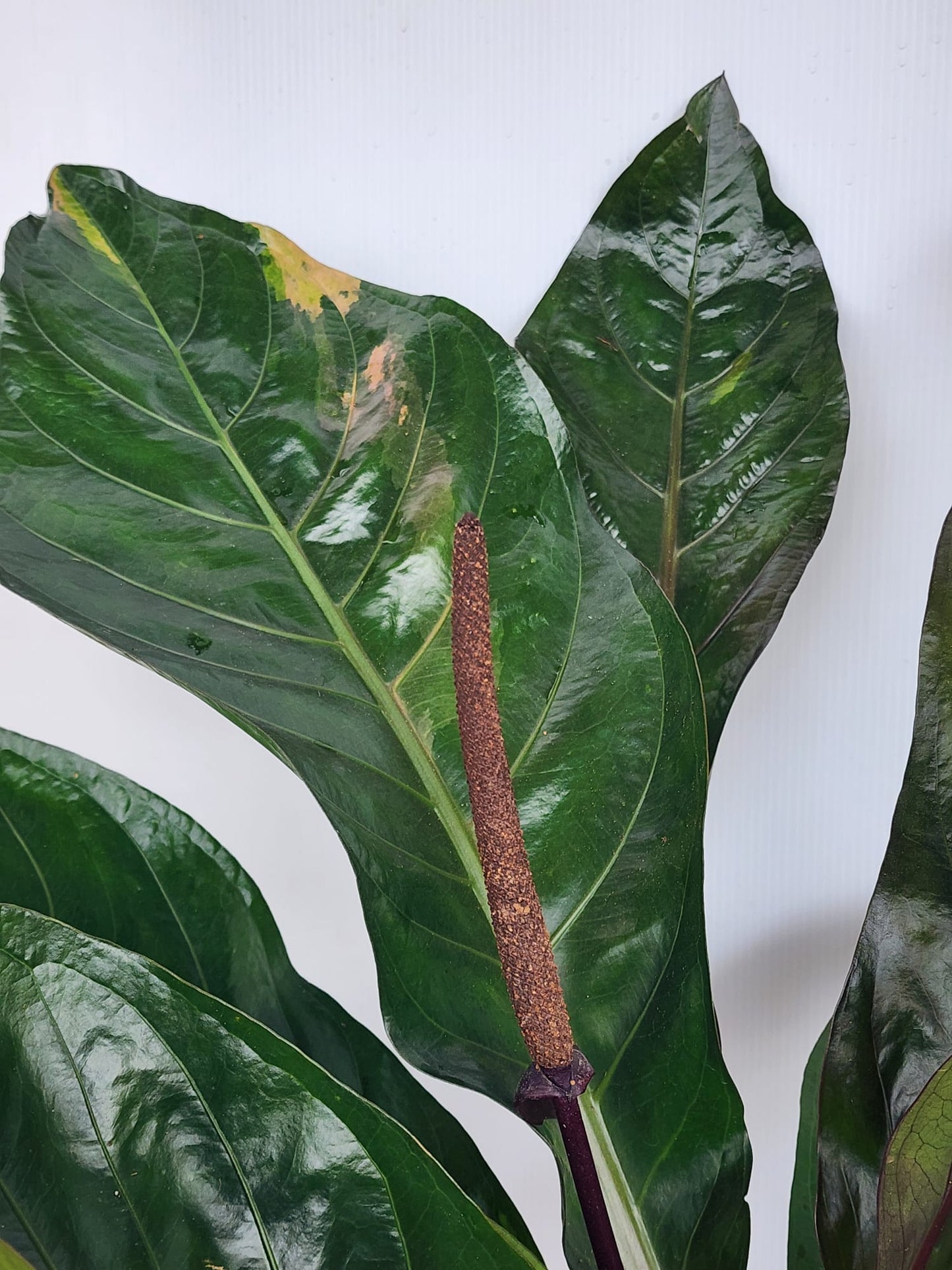 Anthurium Hookeri (M)