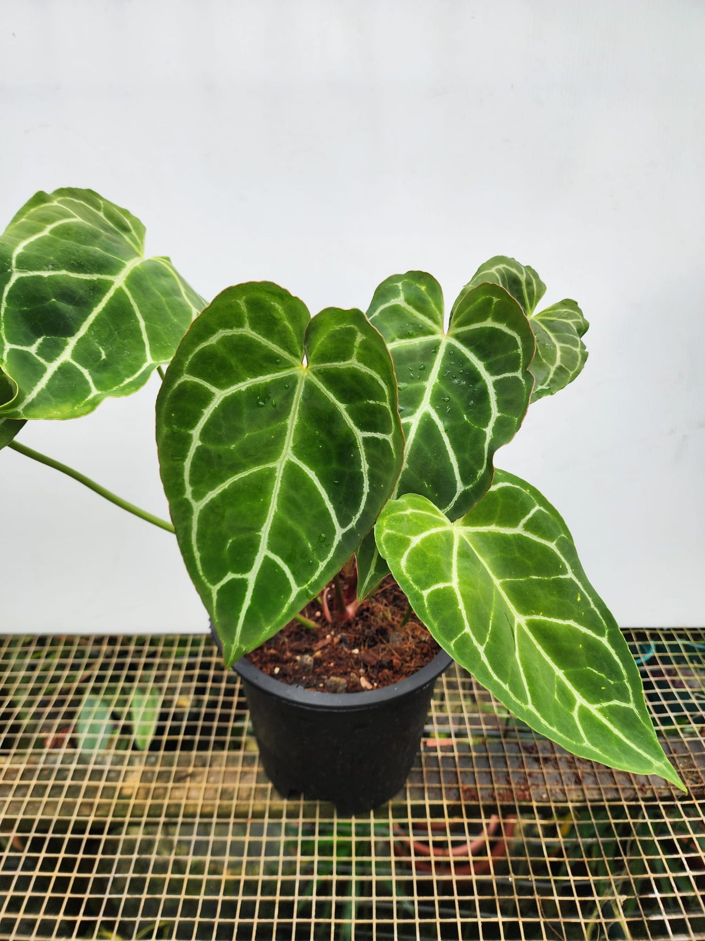 Anthurium Crystallinum