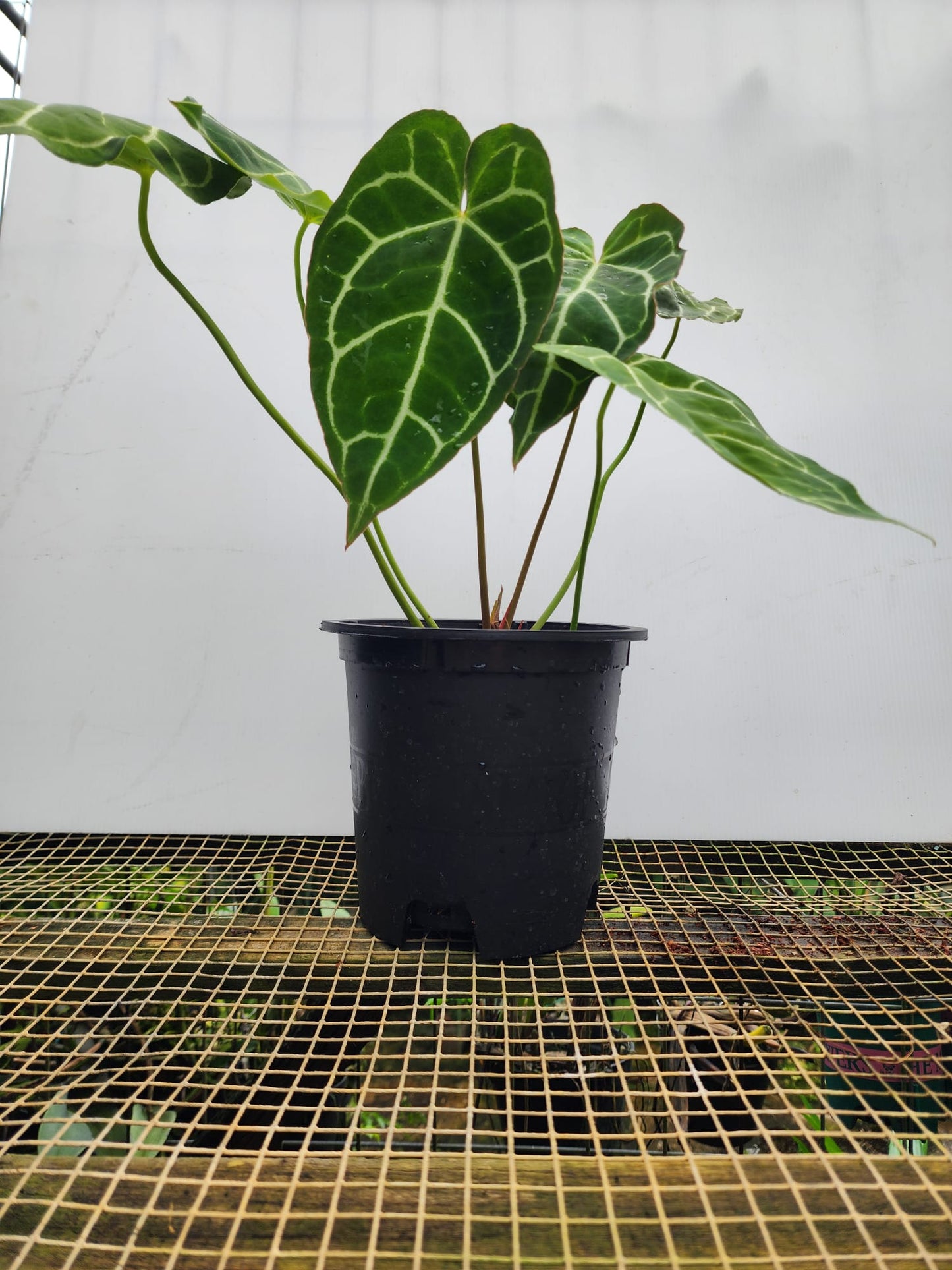 Anthurium Crystallinum