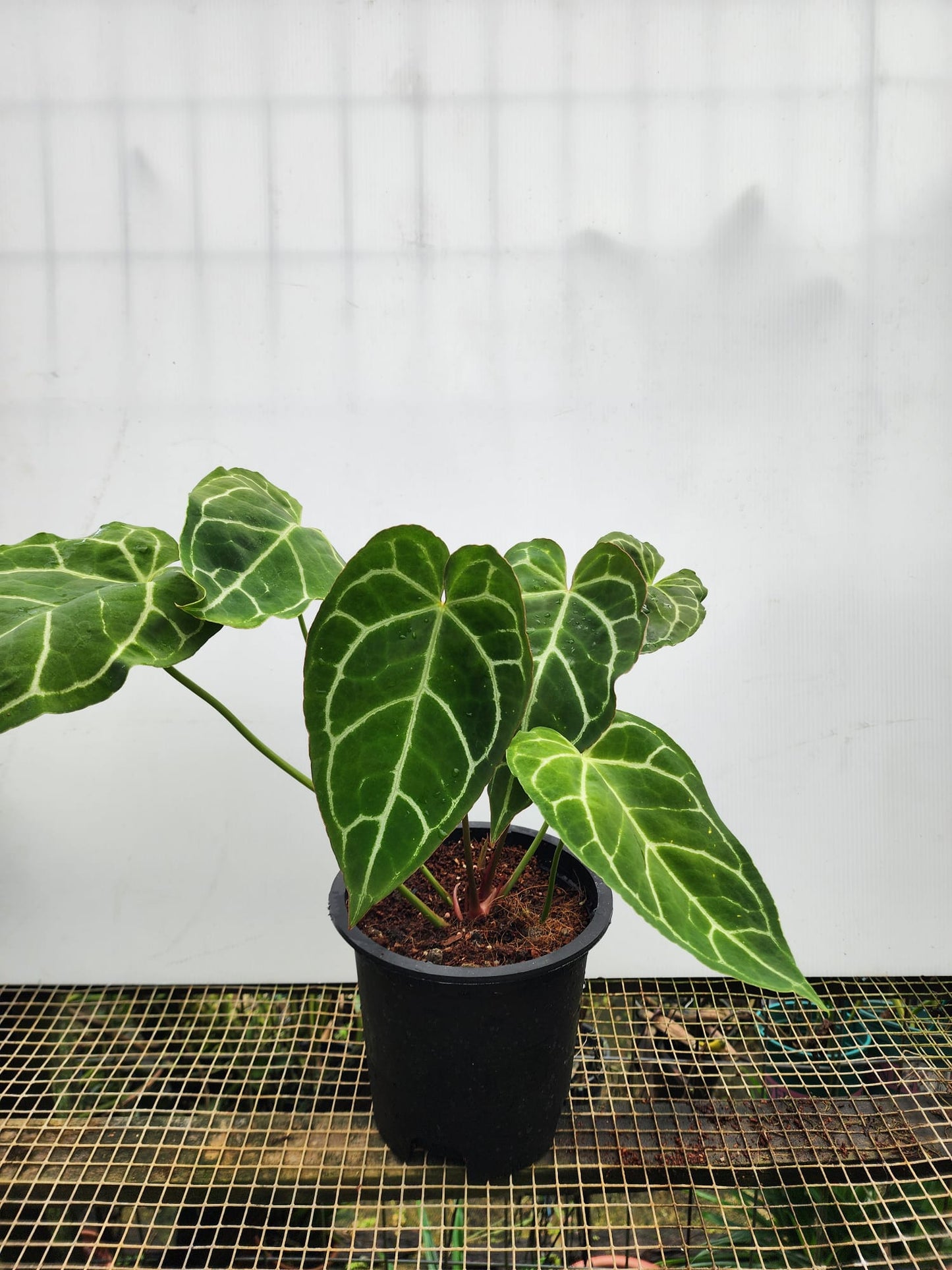 Anthurium Crystallinum