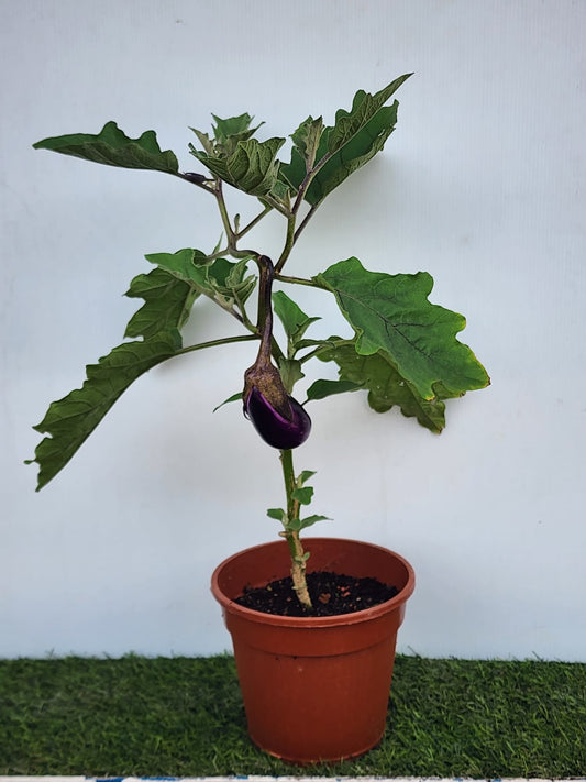Brinjal