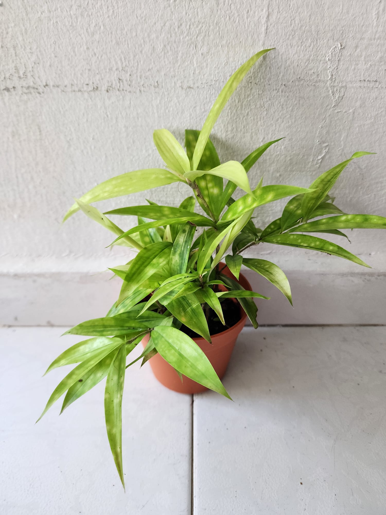 dracaena golden milky Dracaena Surculosa (Golden Milky)