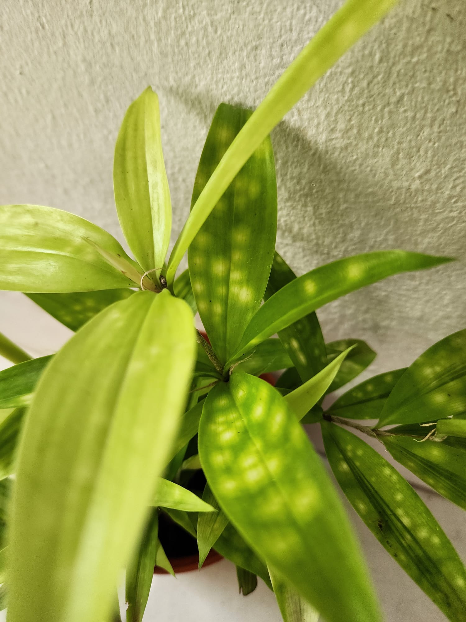 dracaena golden milky Dracaena Surculosa (Golden Milky) – Shi Sheng Plant