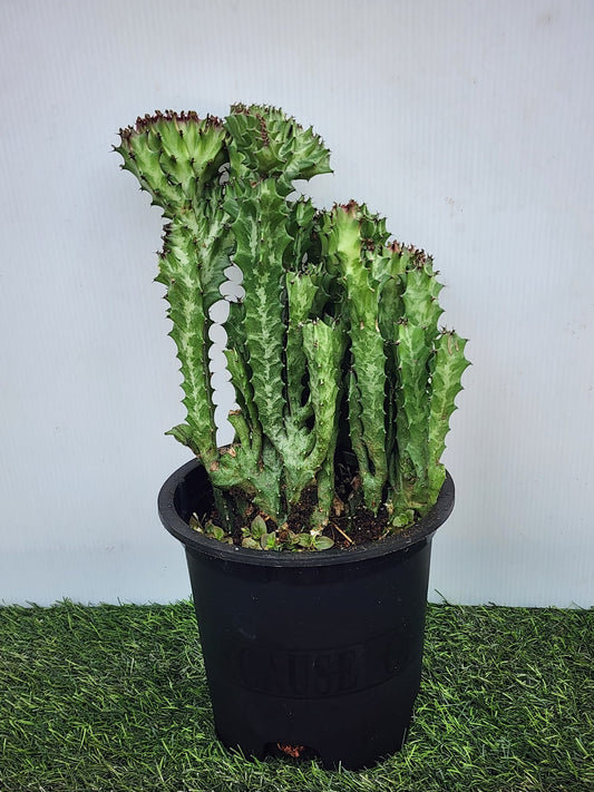 Euphorbia Lactea Cristata