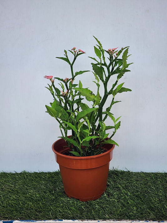 Euphorbia Tithymaloides