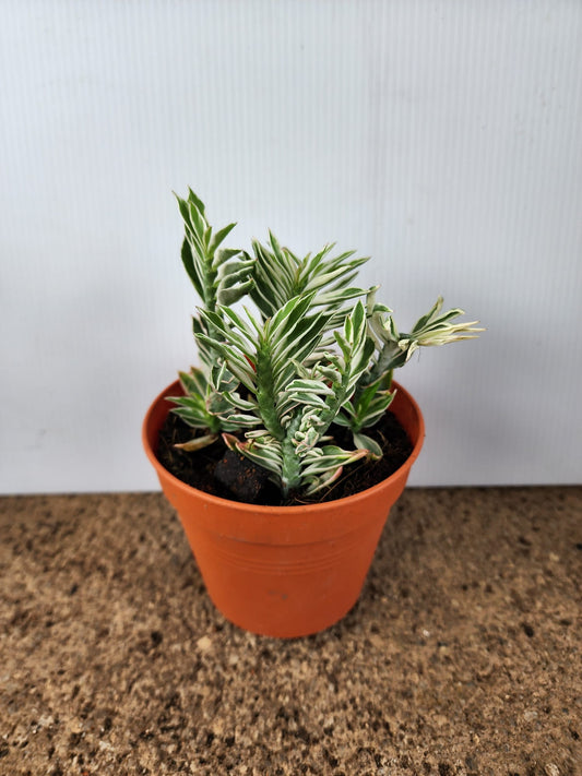 Euphorbia Tithymaloides Variegated (Devil's Backbone)