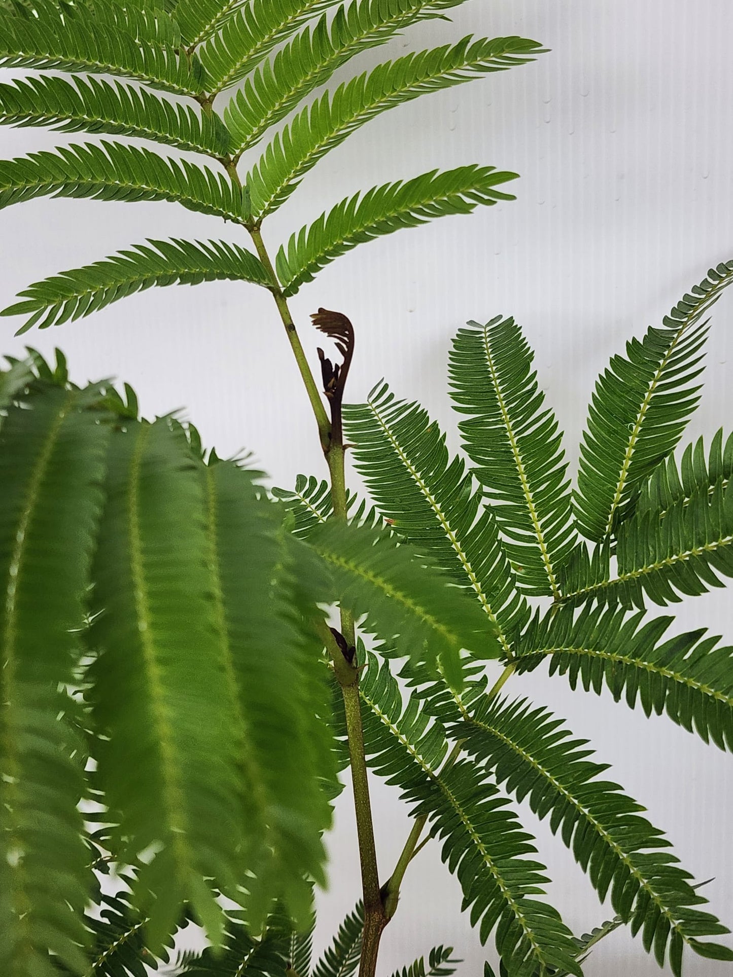 Everfresh Tree 2ft (Japan)