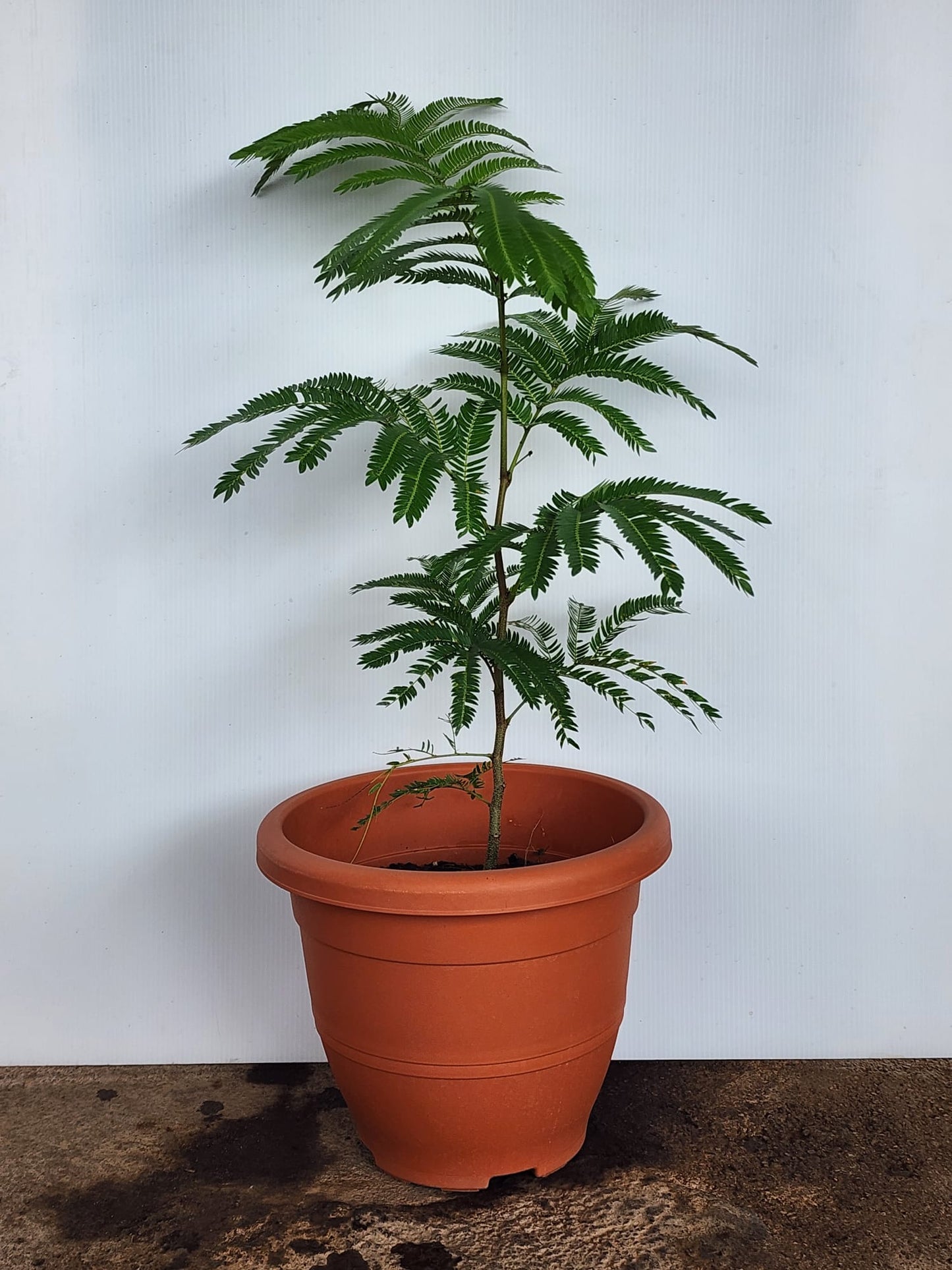 Everfresh Tree 2ft (Japan)