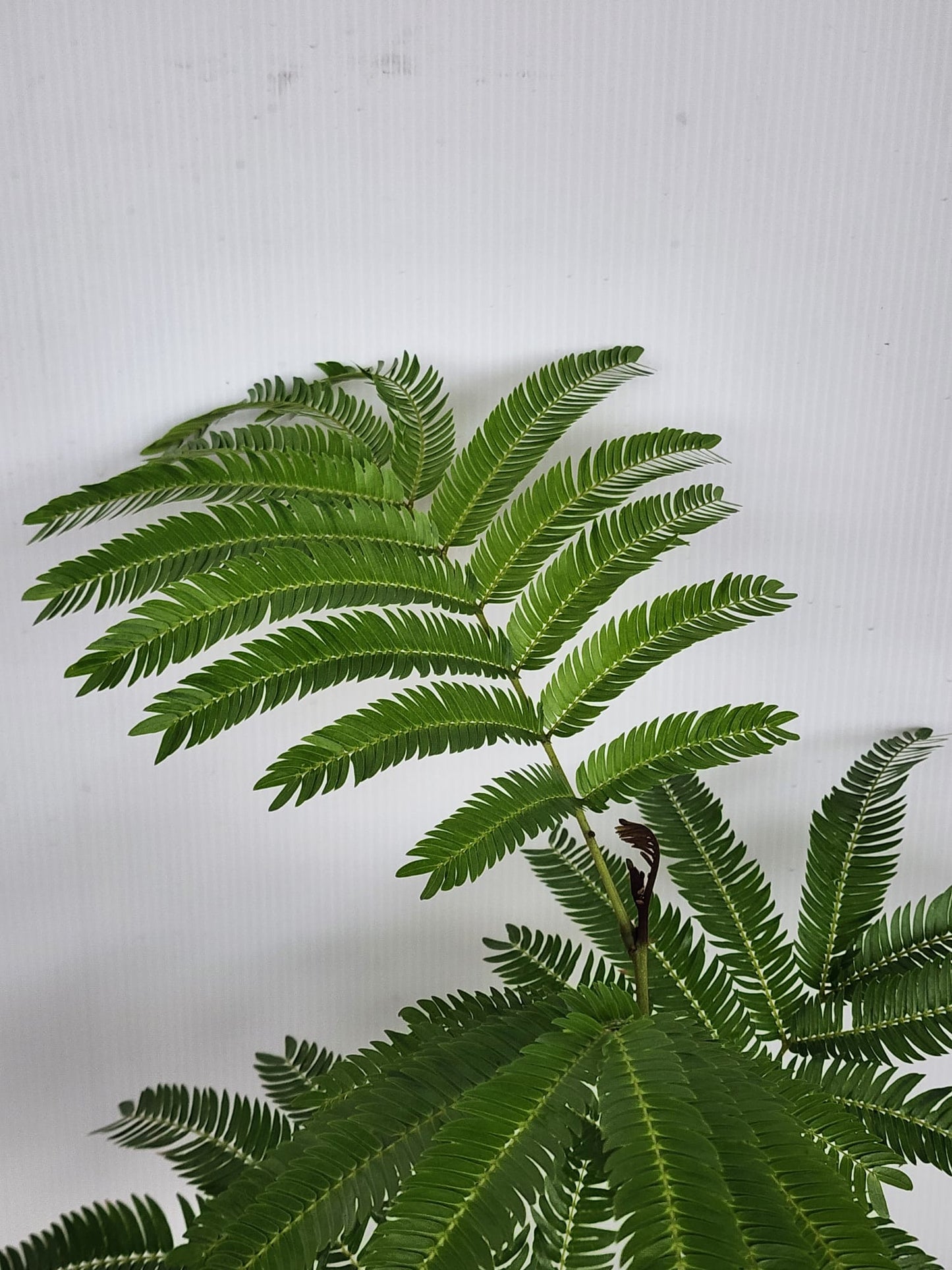 Everfresh Tree 2ft (Japan)