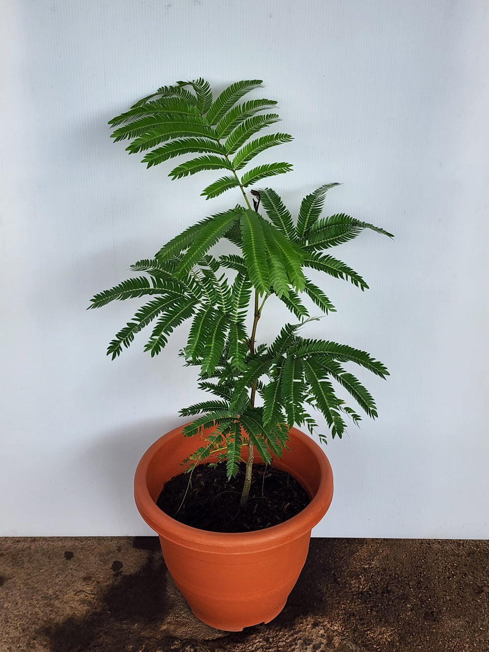 Eng Sheng Everfresh Tree 3ft (Japan) – Shi Sheng Plant