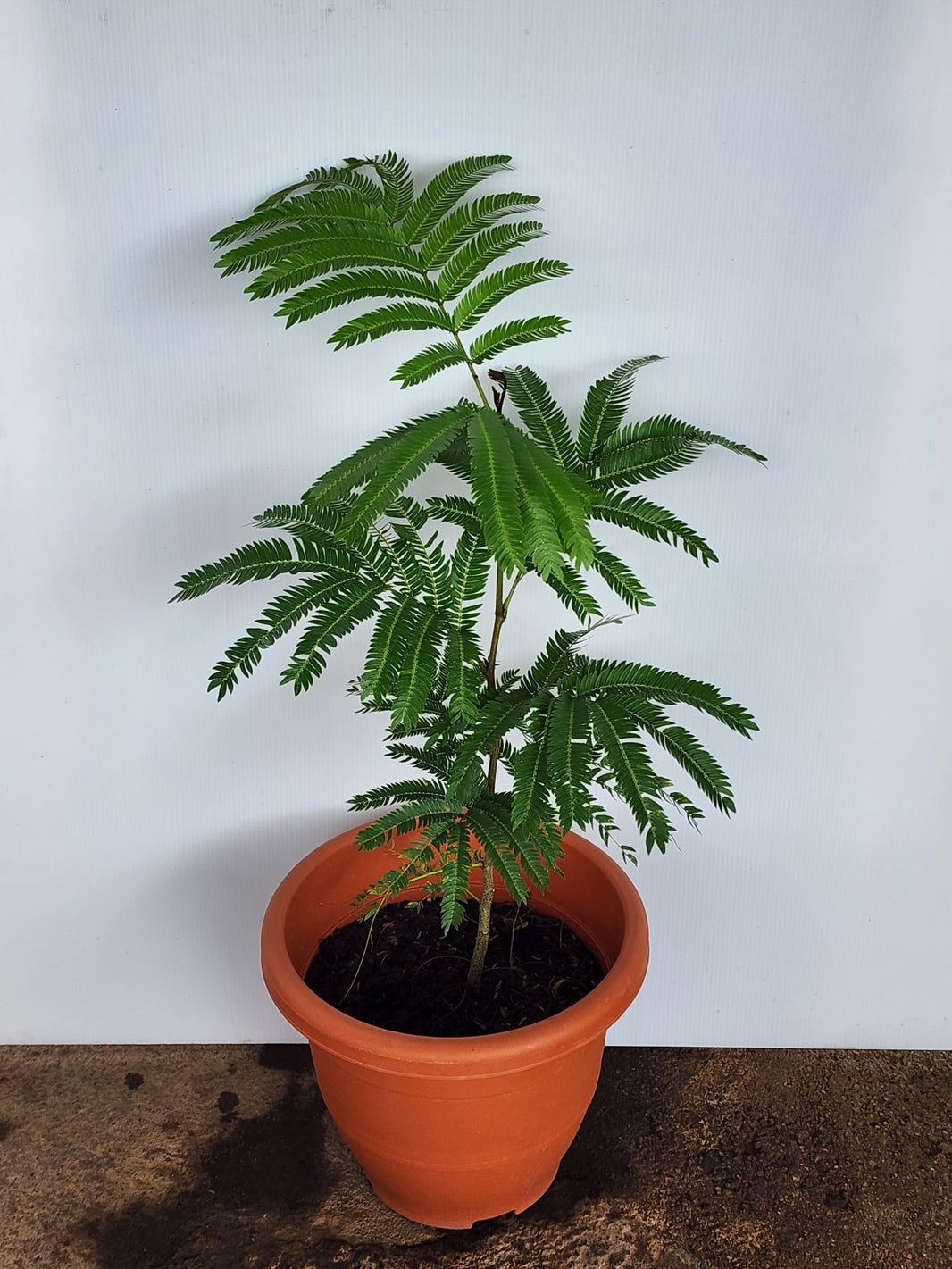 Shi Sheng Plant