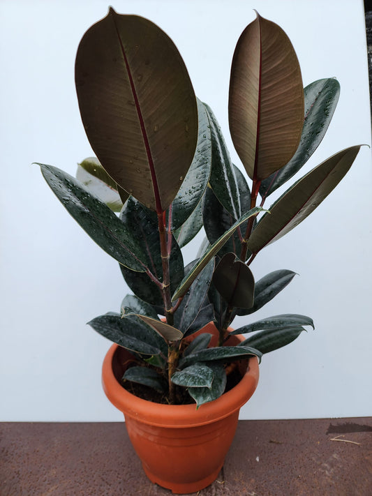 Ficus Burgandy 3 in 1