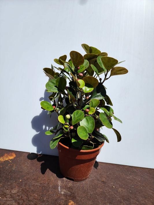 Ficus Deltoidea (Golden Form)