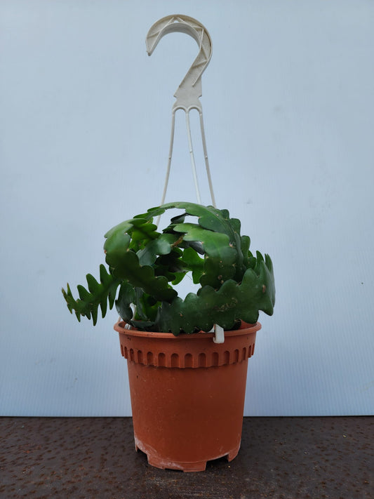 Hanging Fishbone Cactus