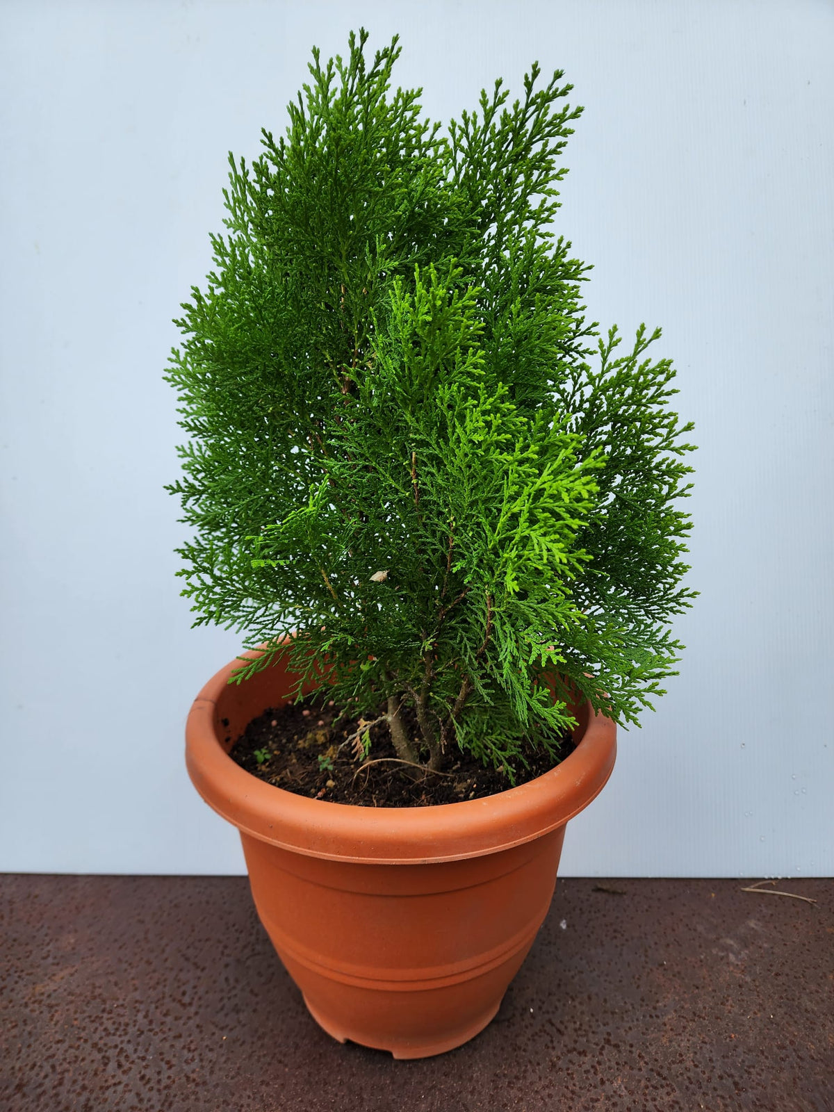 Eng Sheng Platycladus Orientalis – Shi Sheng Plant