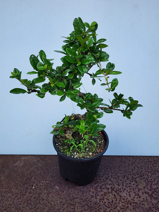 Fukien Tea Bonsai