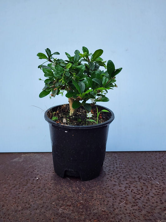 Fukien Tea Tree