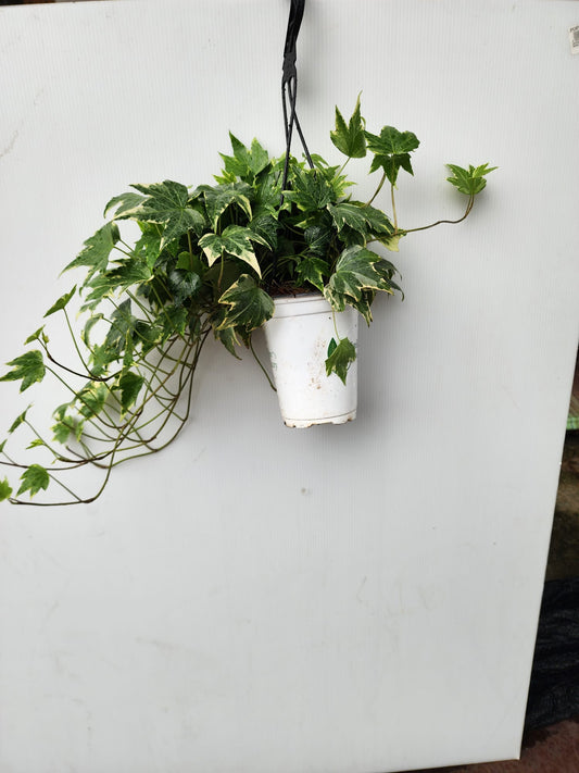 Hanging Ivy