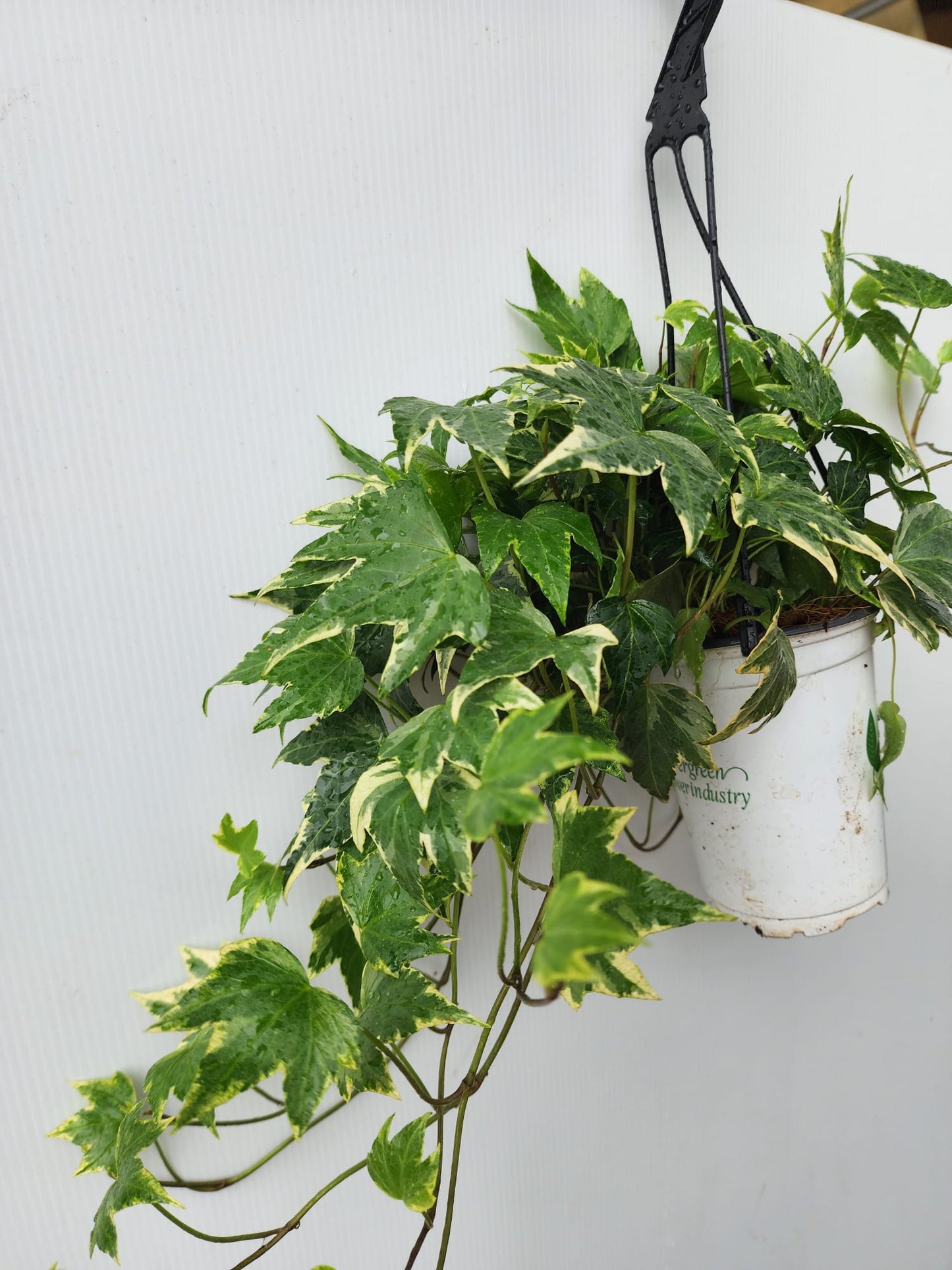 Hanging Ivy