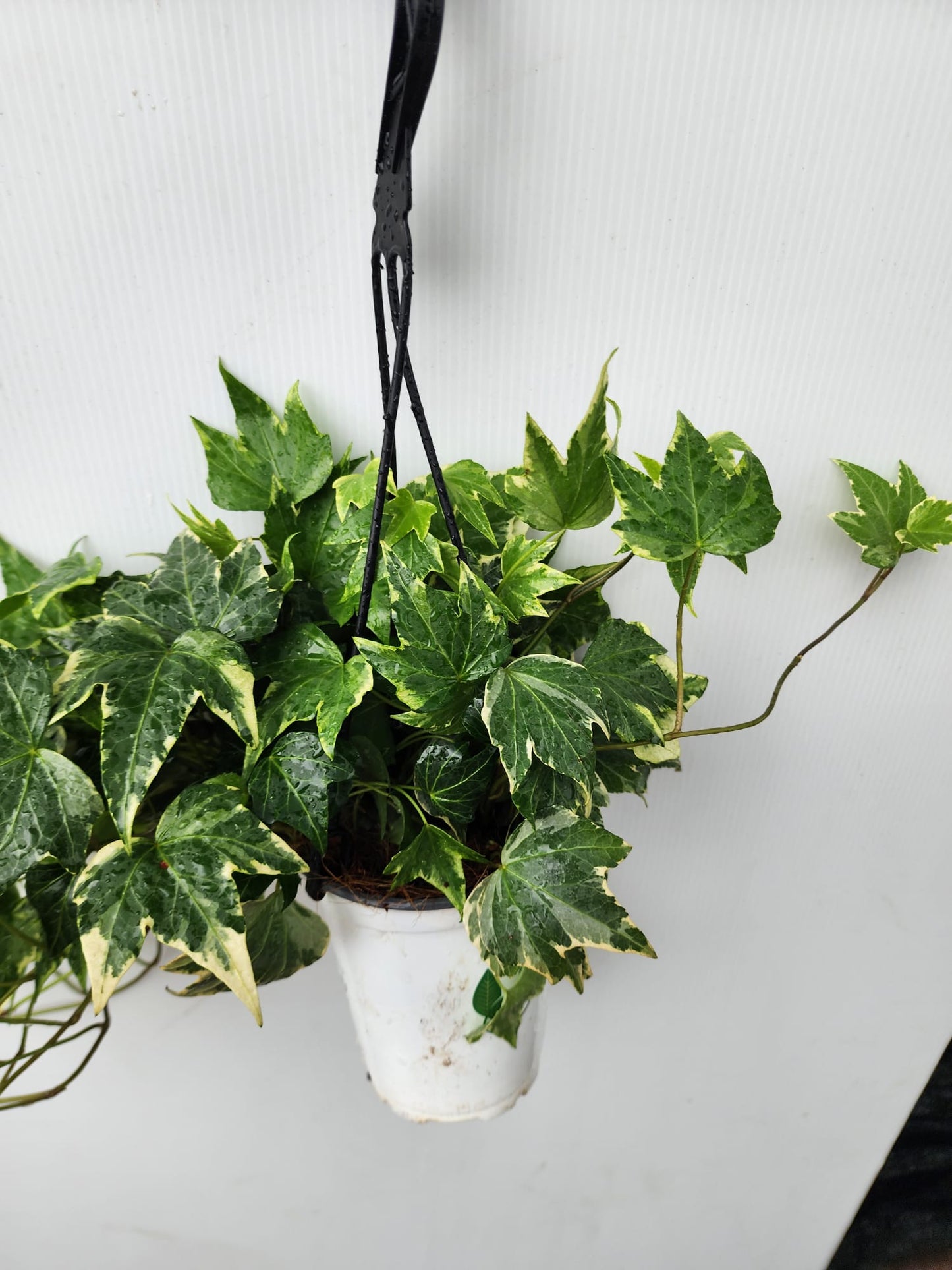 Hanging Ivy
