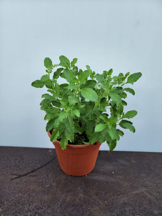 Holy Basil (Thulasi)