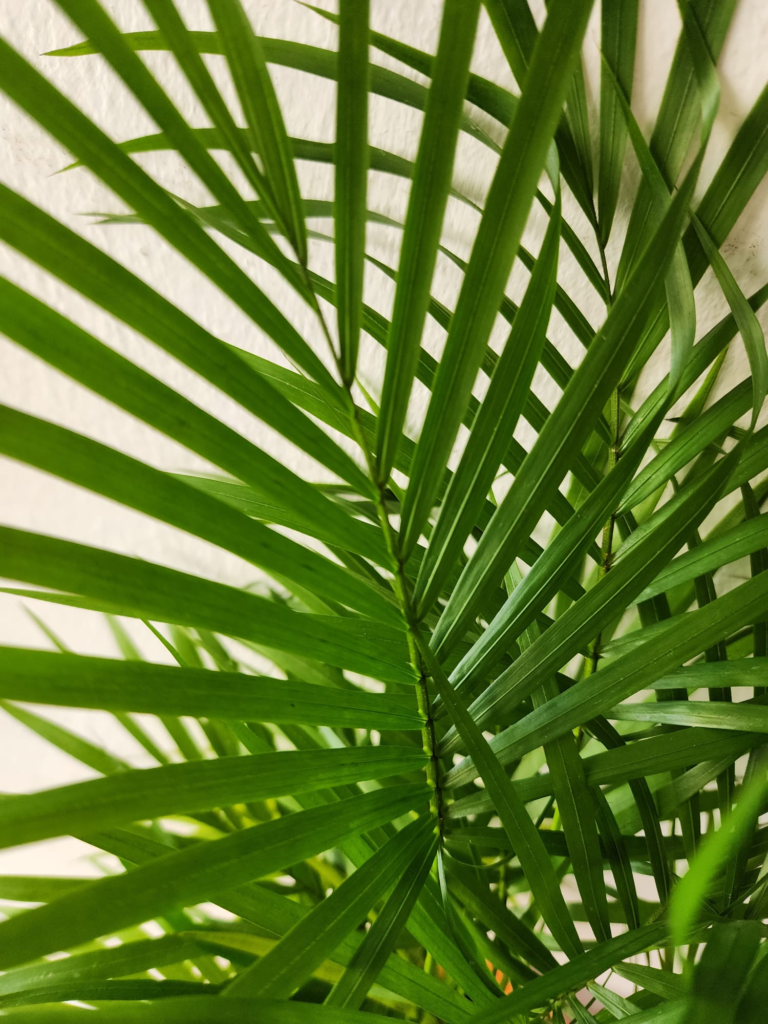 Java Palm – Shi Sheng Plant