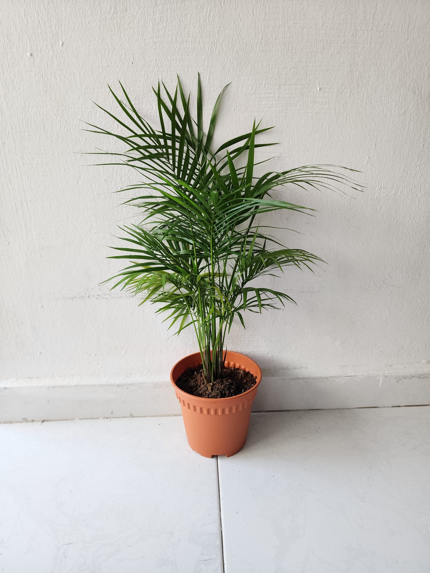 Java Palm – Shi Sheng Plant