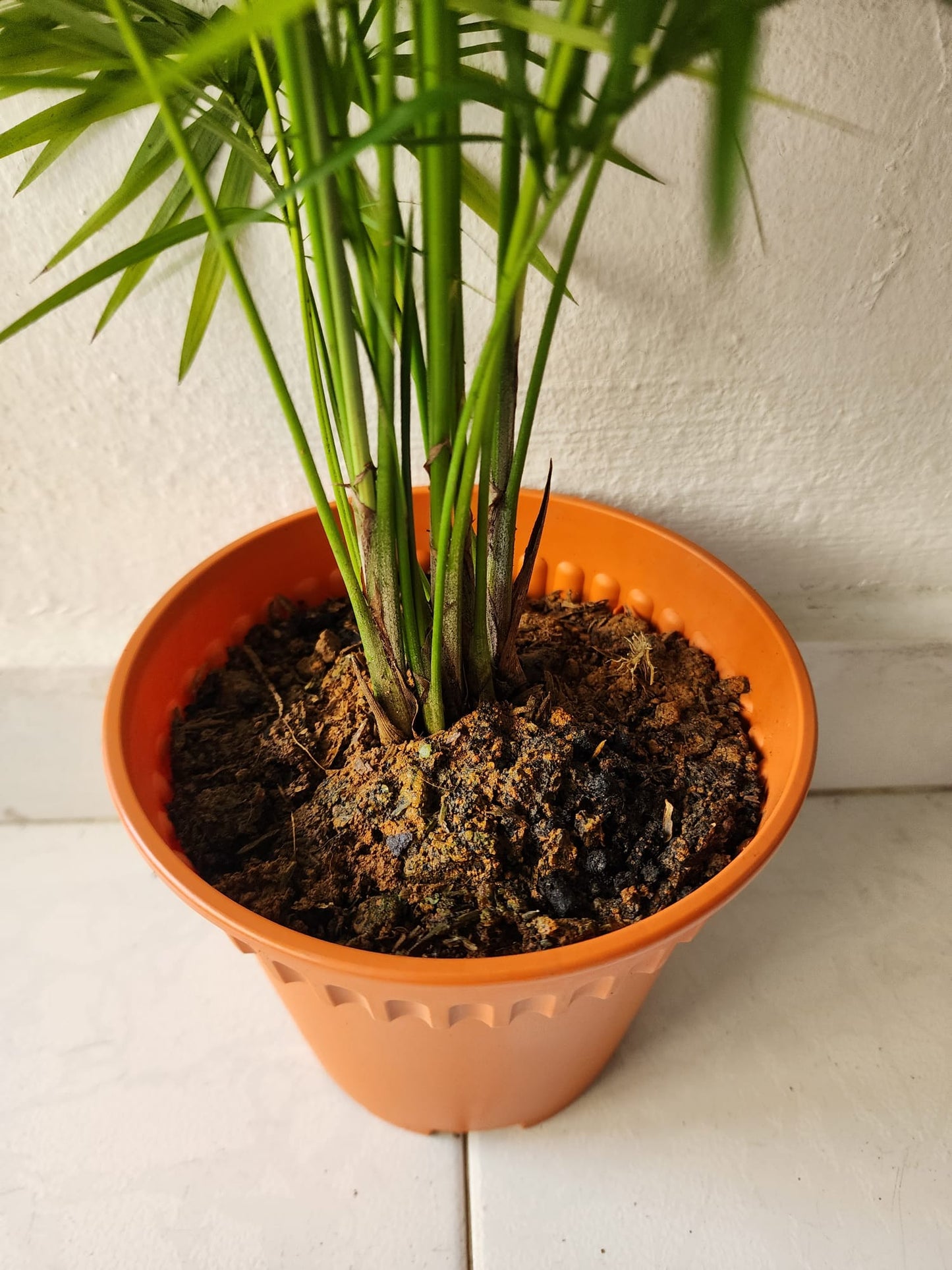 Java Palm – Shi Sheng Plant