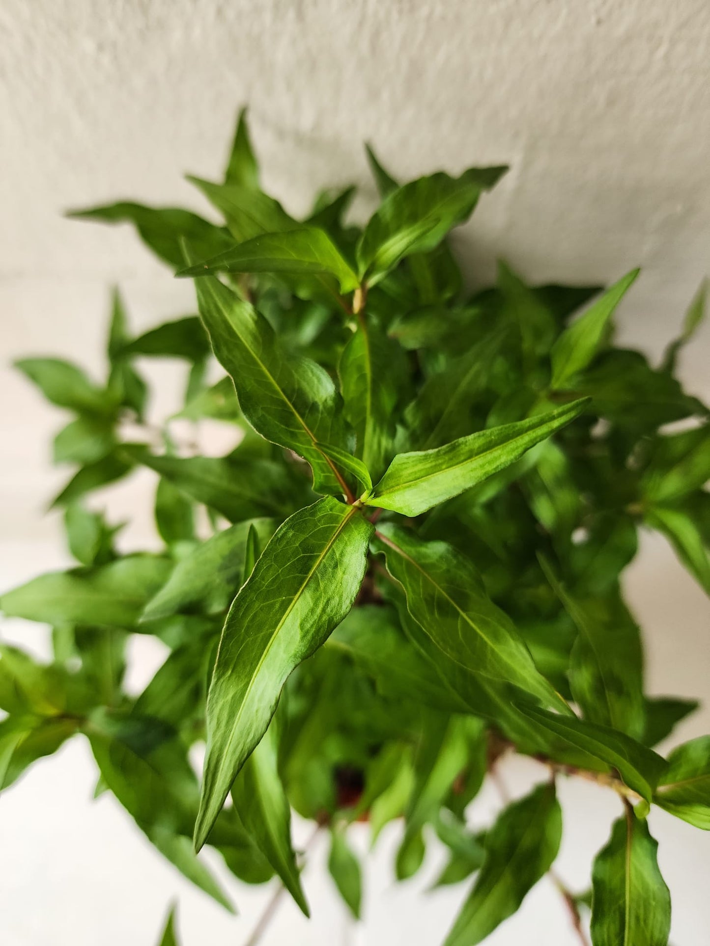 Laksa Leaves