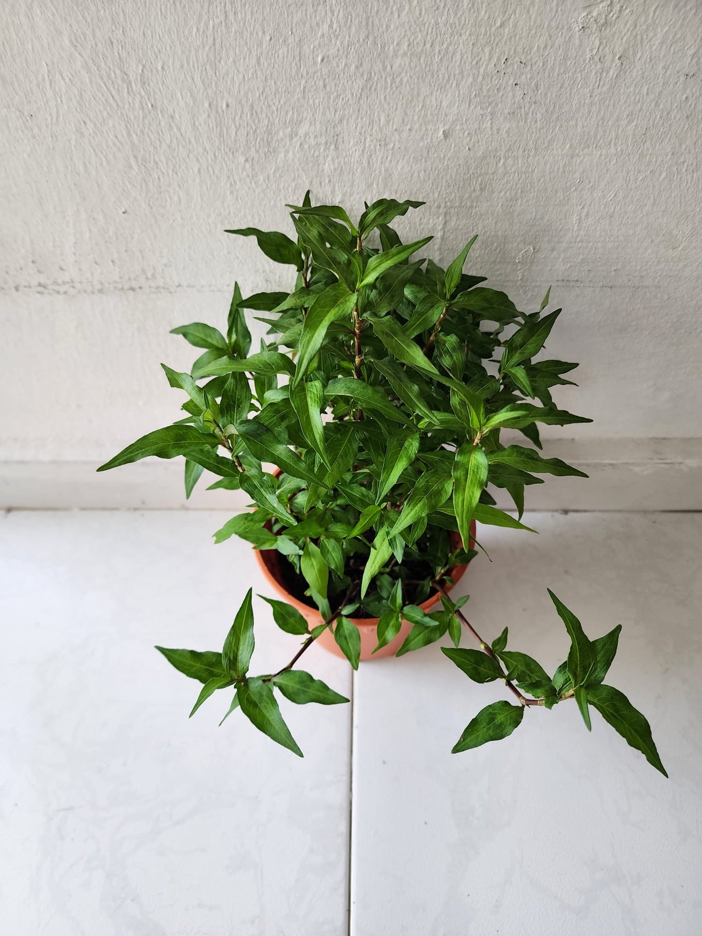 Laksa Leaves