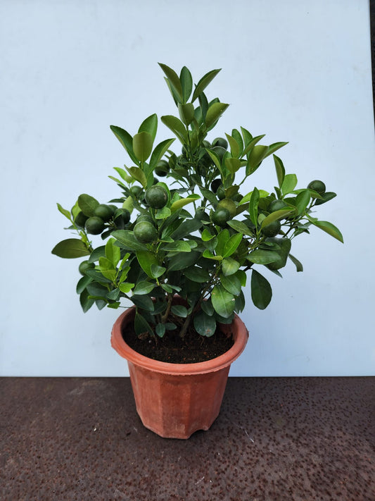 Lime Plant (M)