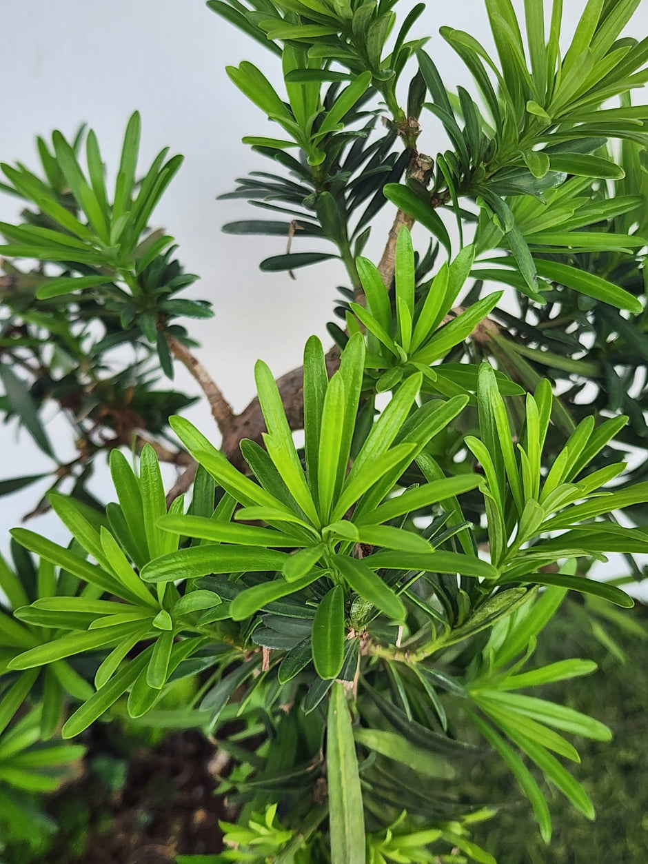 Shi Sheng Plant