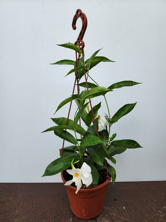 Mandevilla