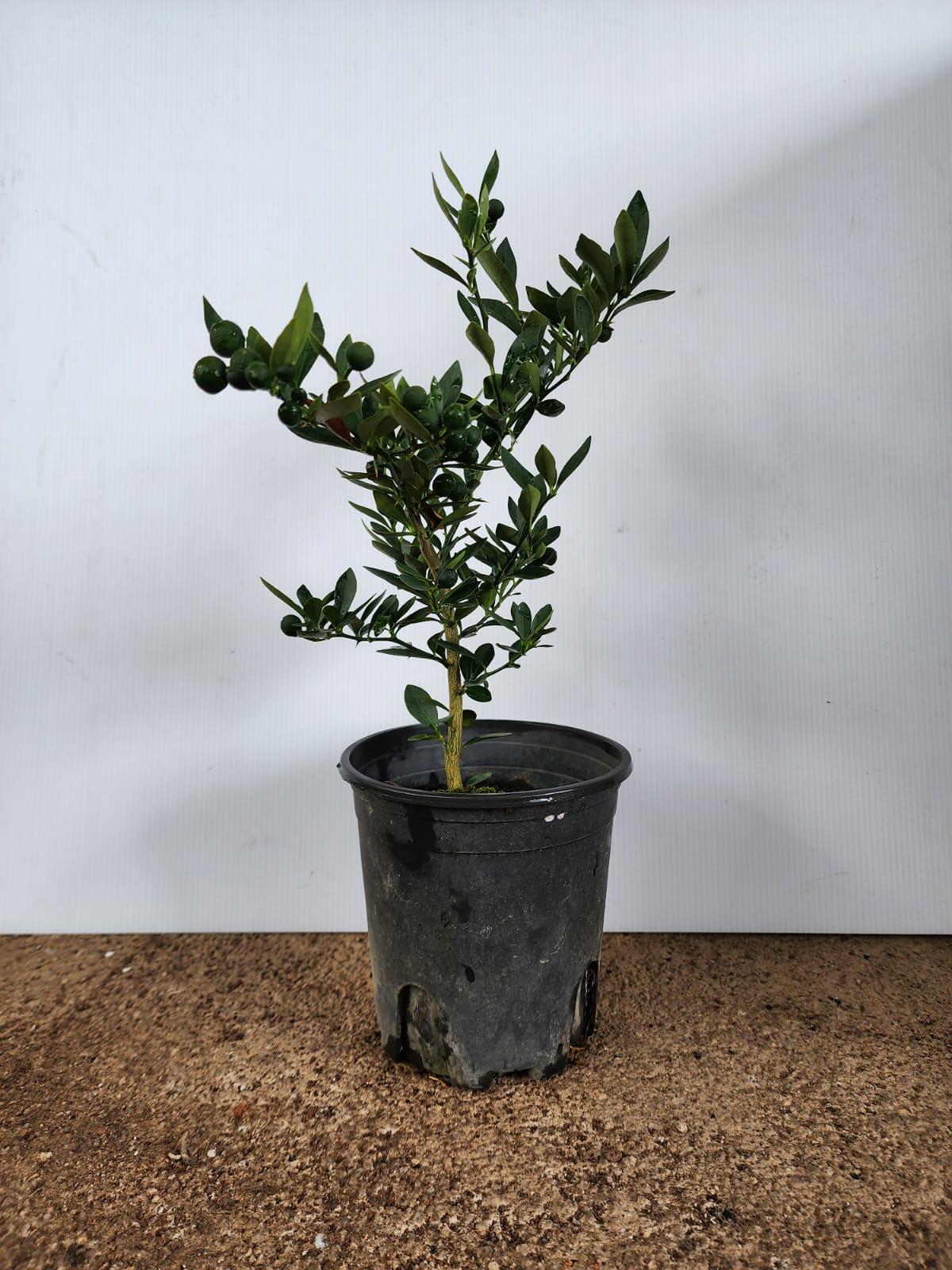 Mini Orange Plant (Fortunella Venosa)