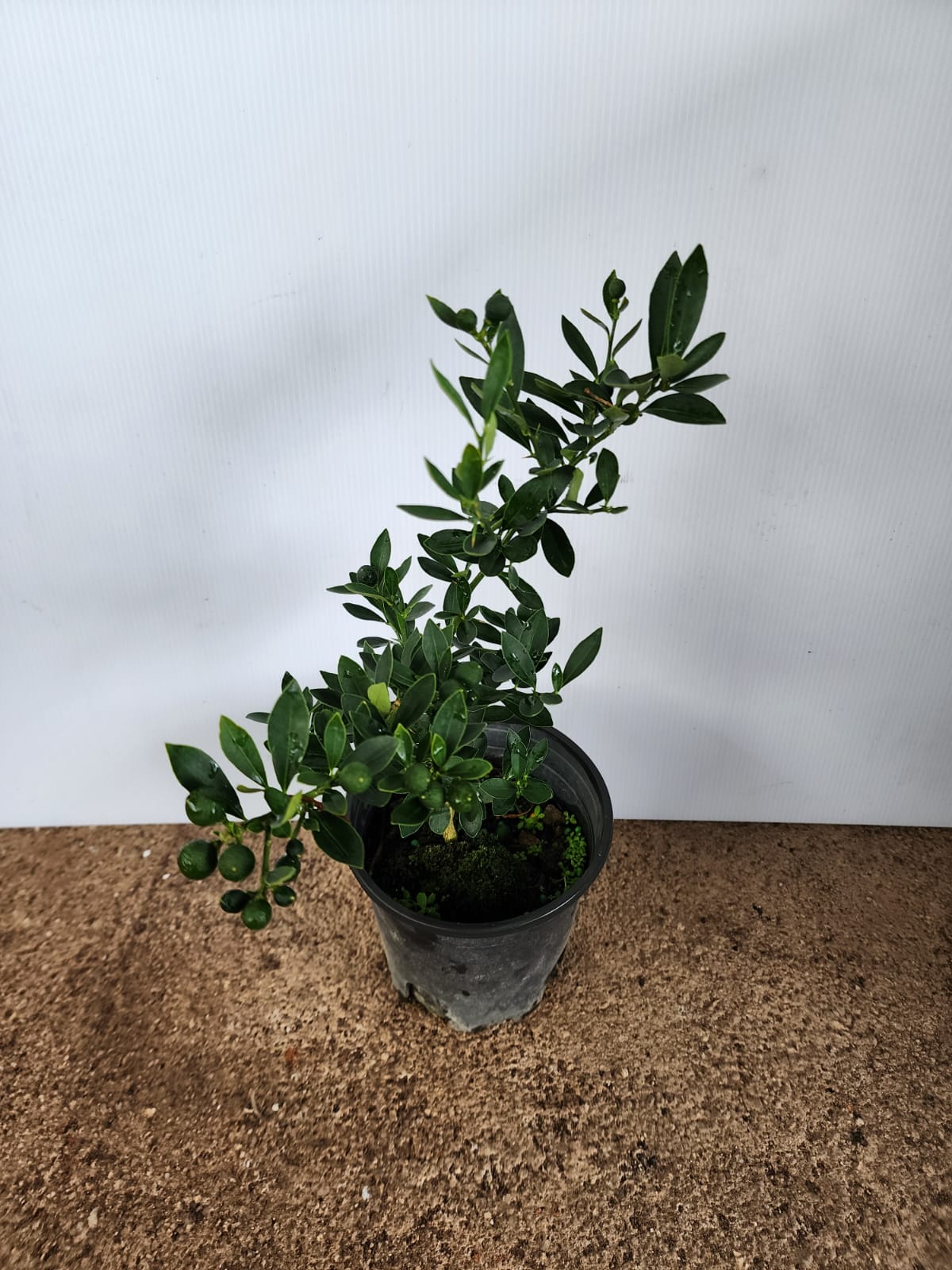 Mini Orange Plant (Fortunella Venosa)