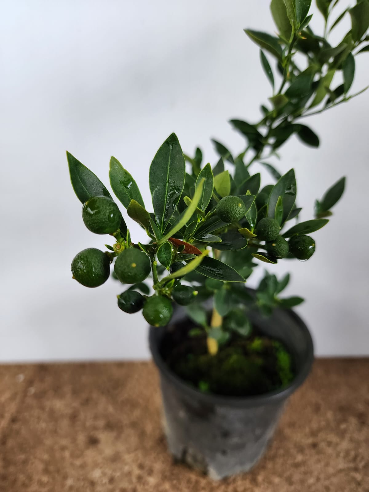 Mini Orange Plant (Fortunella Venosa)