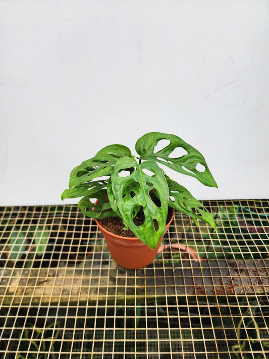 Monstera Adansonii