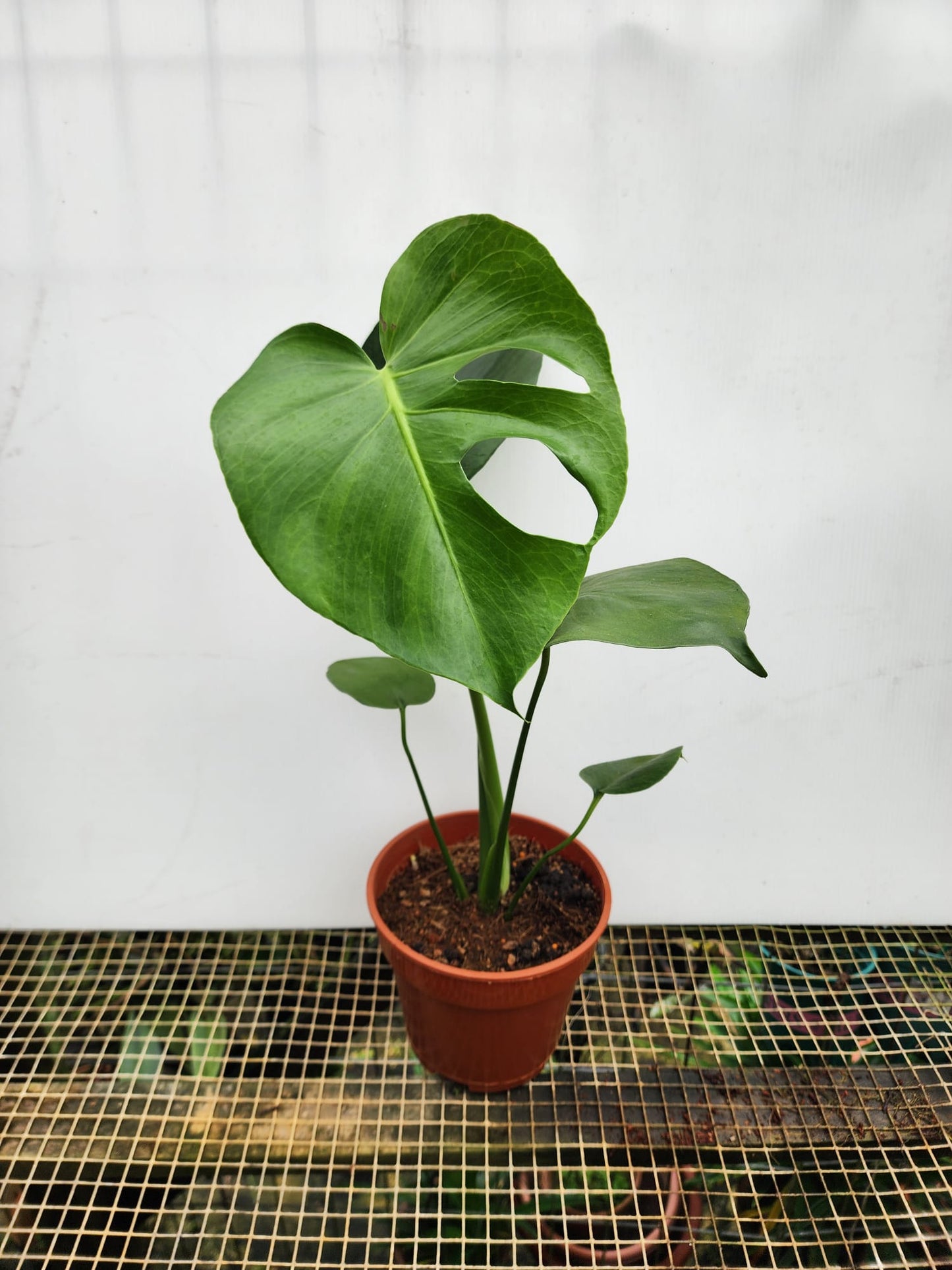 Monstera Deliciosa