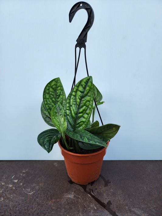 Hanging Monstera Peru