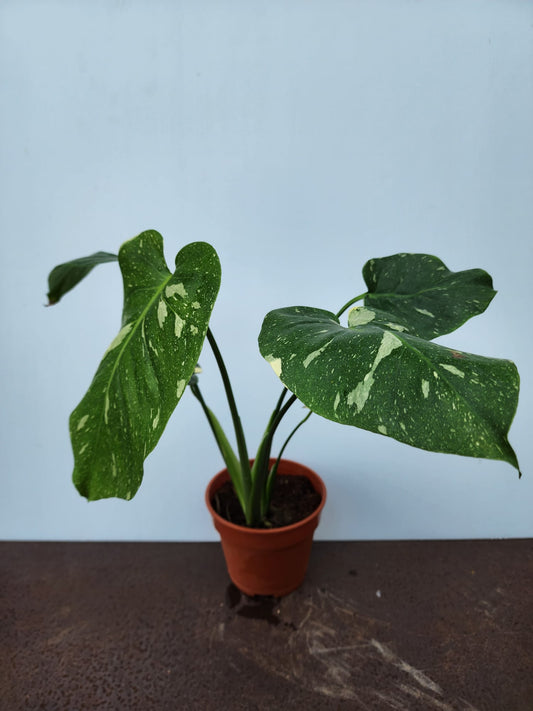 Monstera Thai Constellation