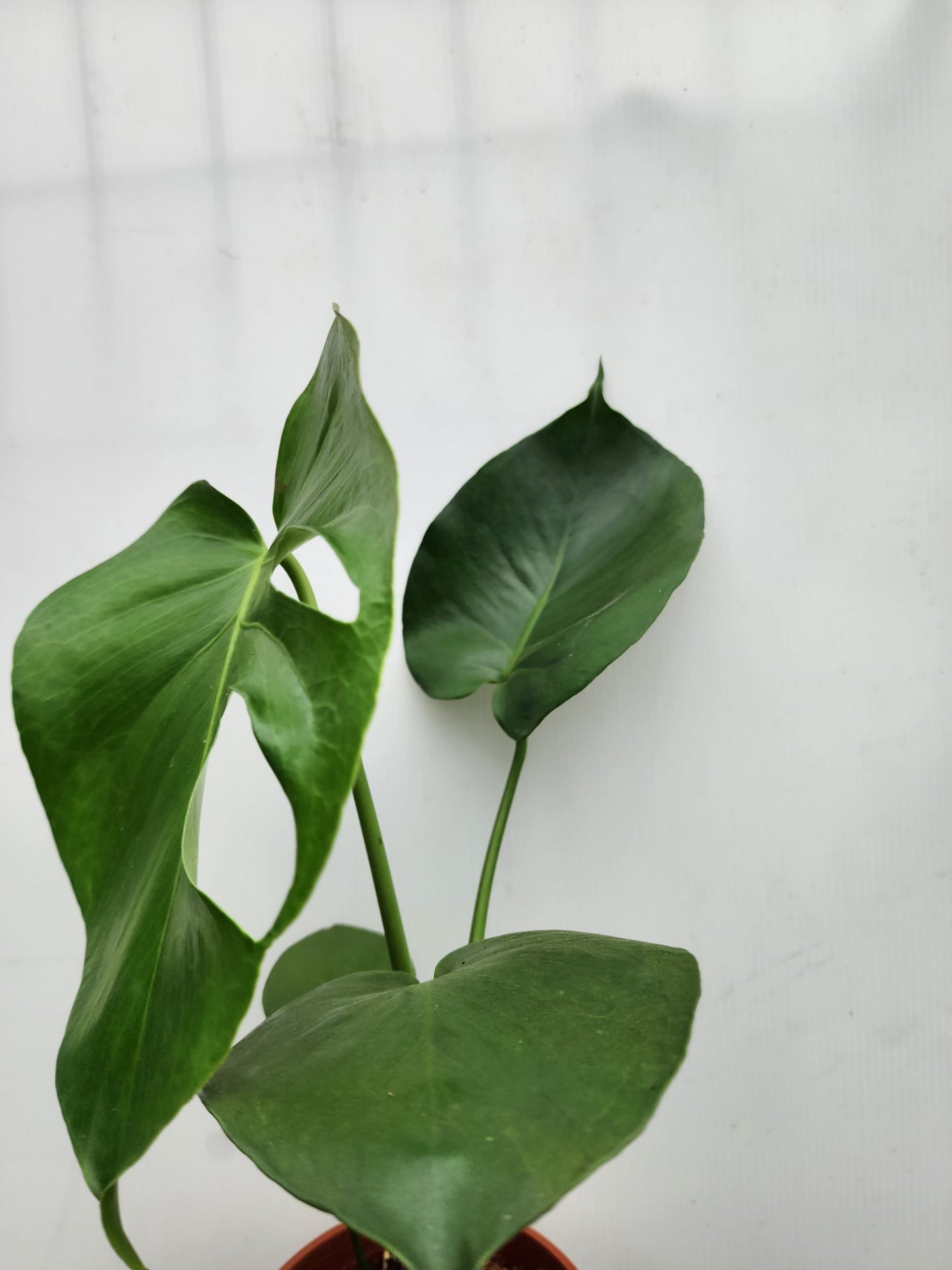 Monstera Deliciosa