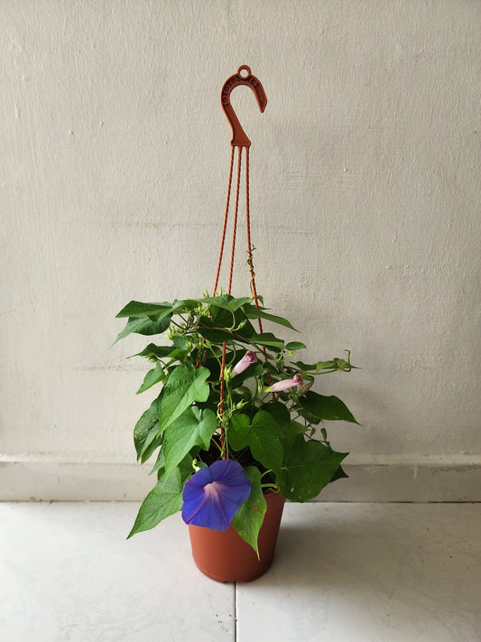 Morning Glory