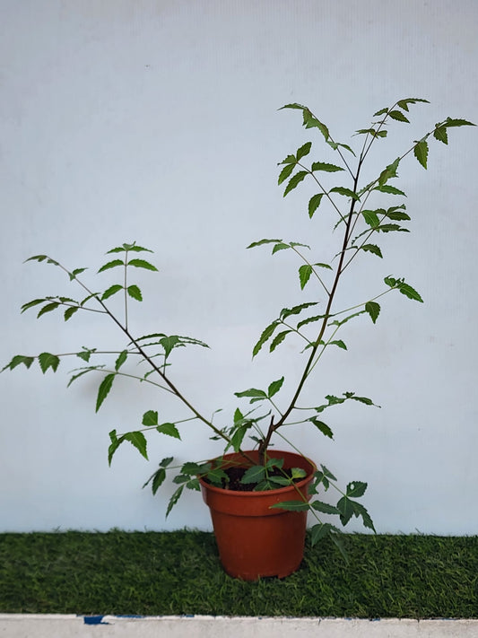 Neem Plant