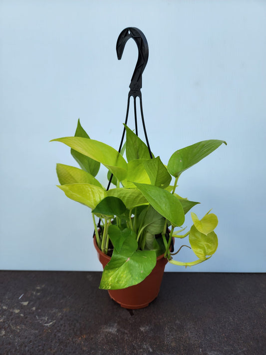 Hanging Neon Money Plant