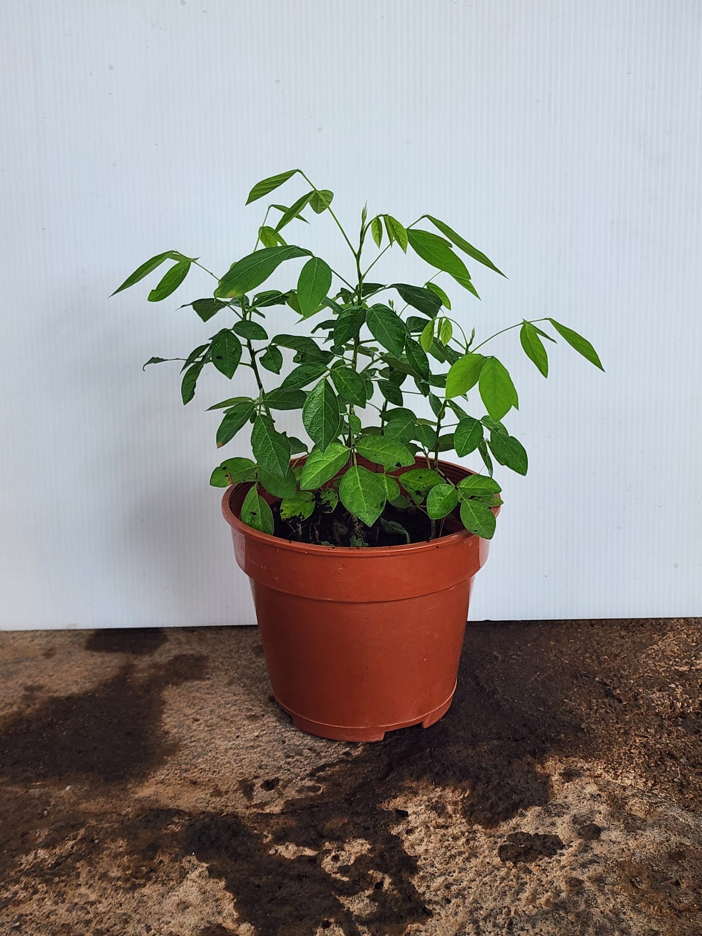 Ohwia caudata (Thunb.) H.Ohashi