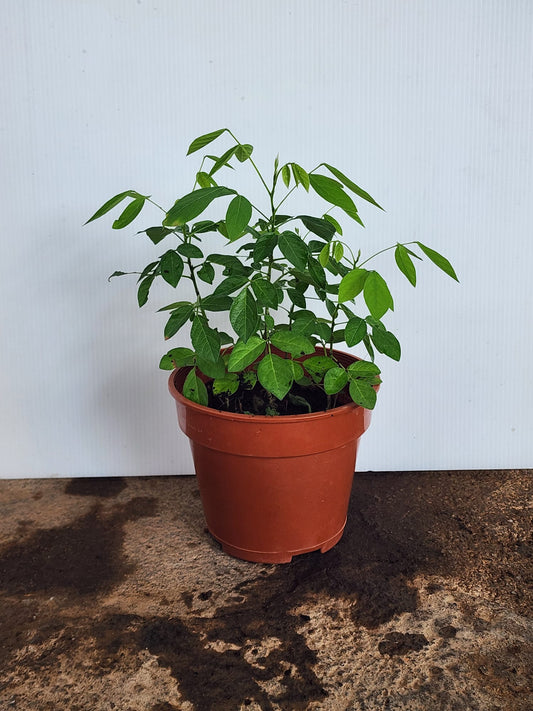 Ohwia caudata (Thunb.) H.Ohashi