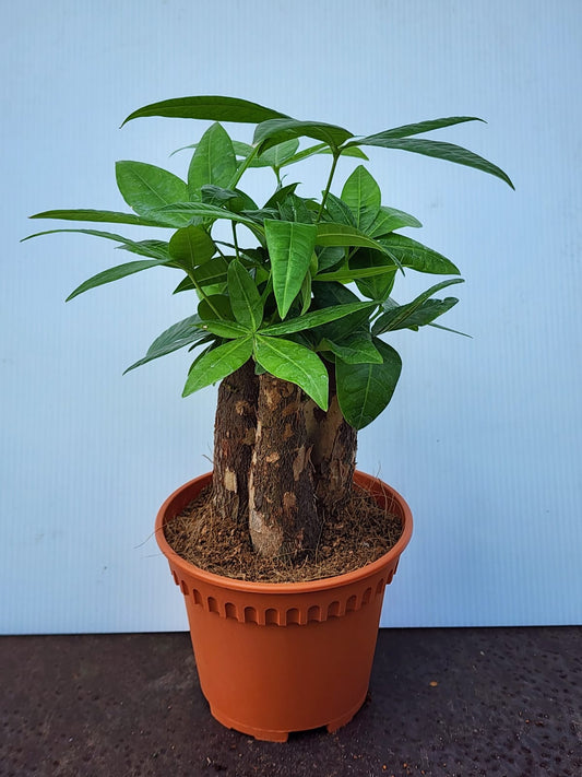 Pachira 3in1